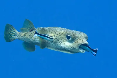 ABOVE: A pair of Labroides dimidiatus cleaner fish cleaning a puffer fish  